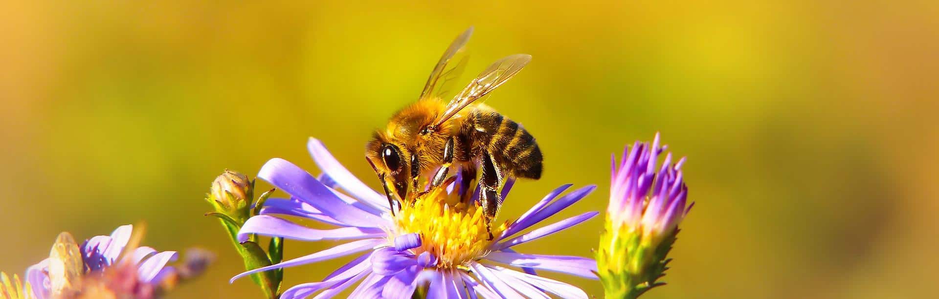 Bienenpatenschaft IT Bienen